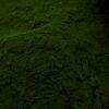 Chlorella