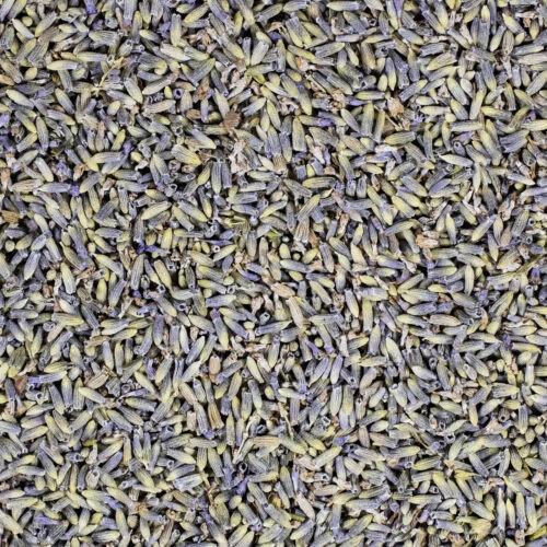 Lavendel