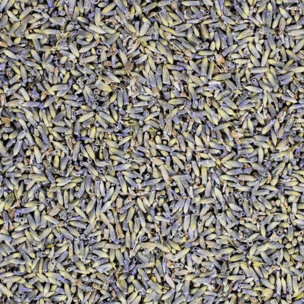 Lavendel