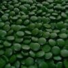 Spirulina