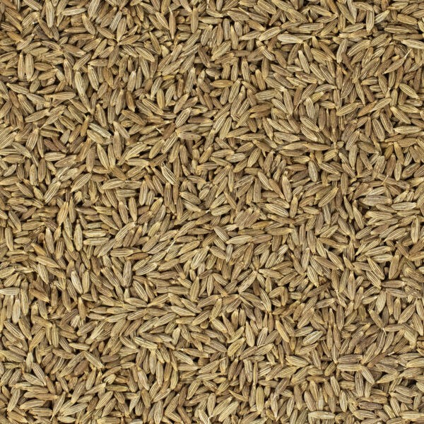 Komijnzaad