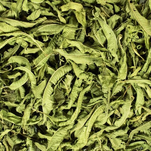 Verveine