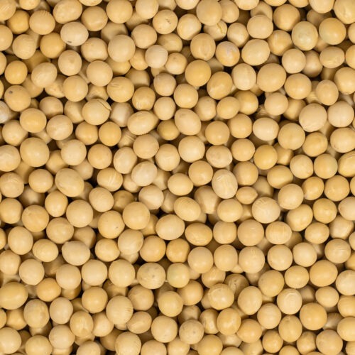 Sojabonen