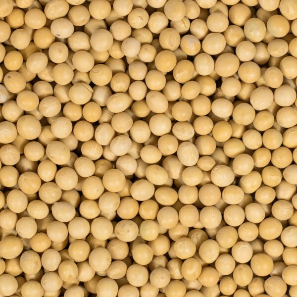 Sojabonen