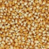Popcorn Maïs