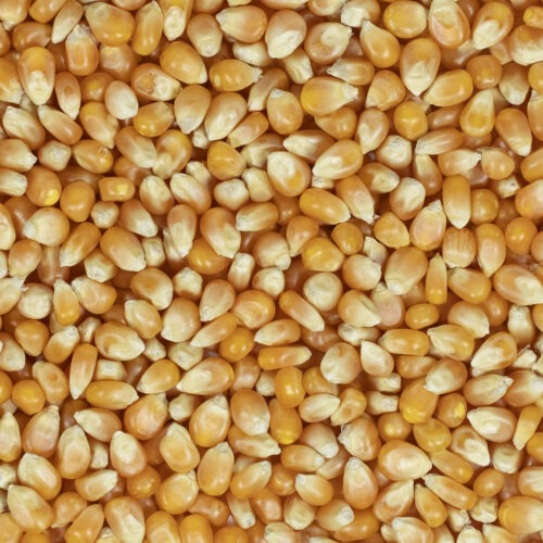Popcorn Maïs