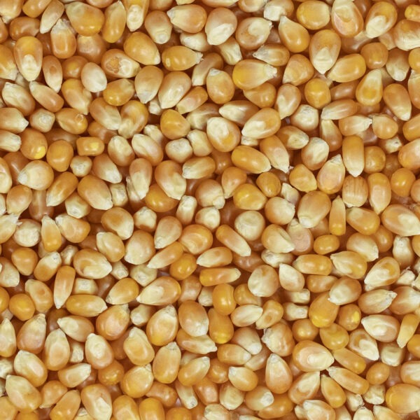 Popcorn Maïs