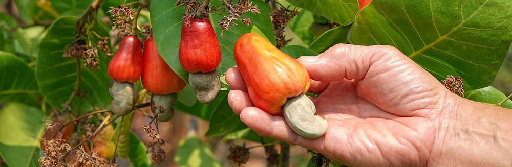cashew tree